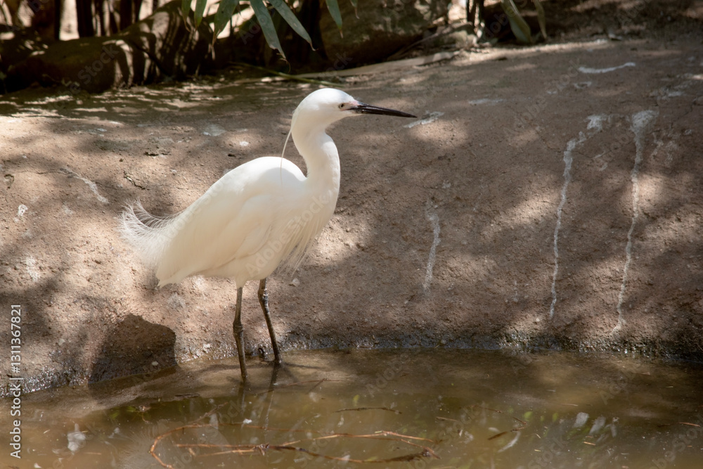 Naklejka premium the little egret is entering the water