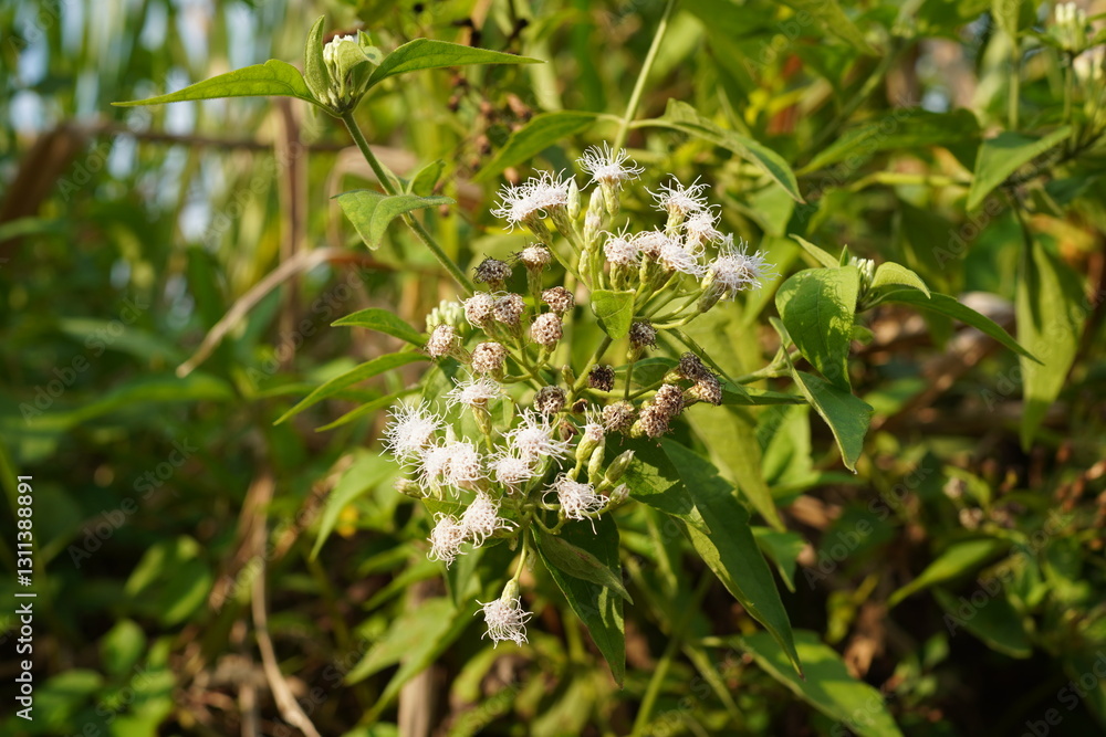 The Chromolaena odorata, a testament to nature's resilience, showcasing its delicate beauty amidst the lush greenery. A wildflower's story. The Chromolaena odorata, a testament to nature's resilience, showcasing its delicate beauty amidst the lush greenery. A wildflower's story.