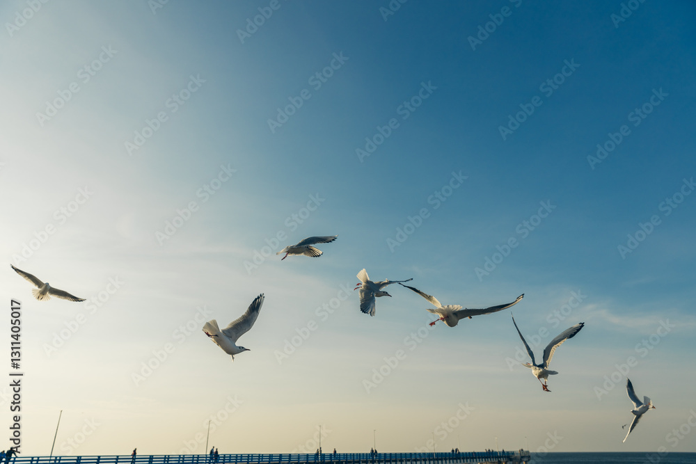 Seagulls flying high in the wind against the blue sky and white clouds, a flock of white birds Seagulls flying high in the wind against the blue sky and white clouds, a flock of white birds