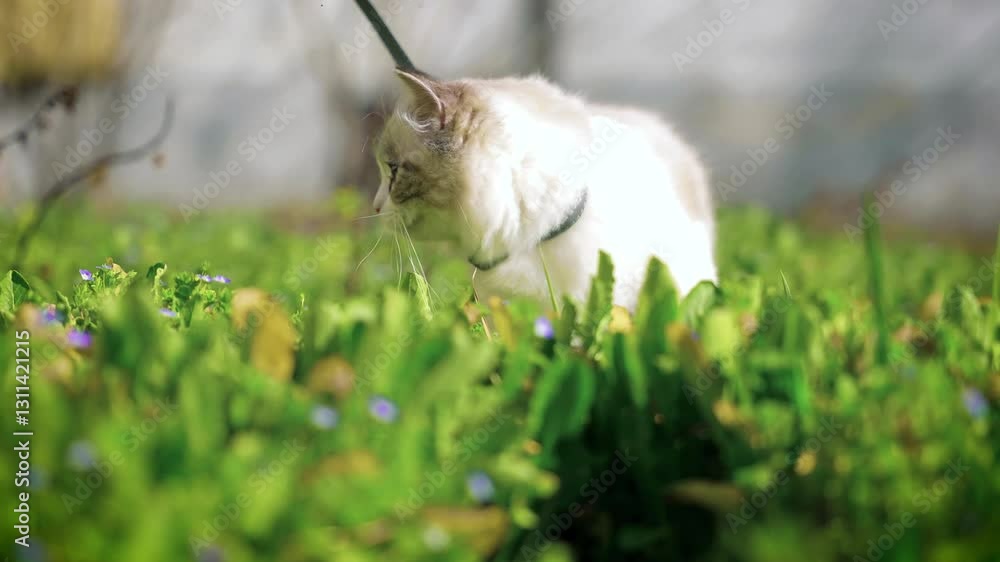 Beautiful Ragdoll cat walking through the grass Beautiful Ragdoll cat walking through the grass