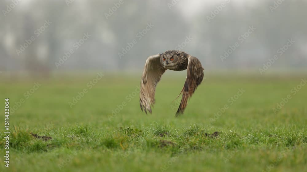 Eurasian eagle-owl Oehoe takes off from meadow flying gracefully in slow motion Eurasian eagle-owl Oehoe takes off from meadow flying gracefully in slow motion
