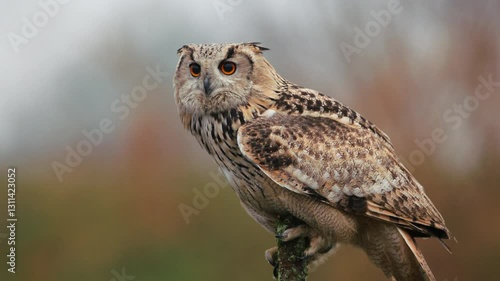 Wallpaper Mural Young Siberian eagle owl claws grasping mossy broken tree branch, slow motion sideview with blurred backdrop, observing surroundings Torontodigital.ca