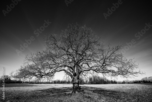Black and white image of a majestic oak tree in the middle of a stable meadow in winter time. Stable meadows near Udine city, Friuli Venezia Giulia, Italy.	