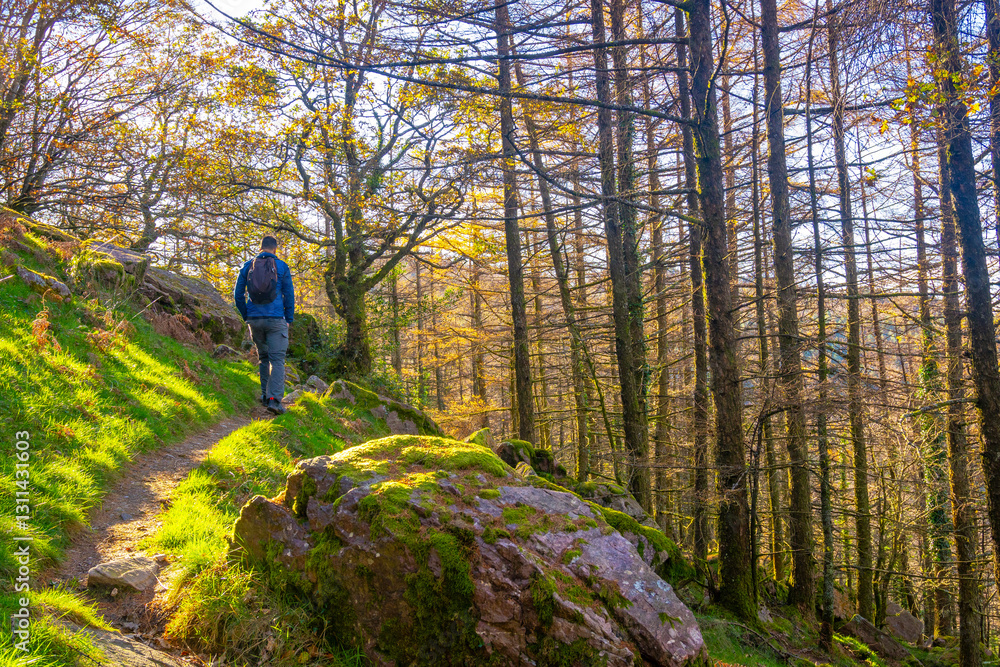 Fototapeta premium A young man in the forest on his way to the top of Mount Adarra in Urnieta, near San Sebastian. Gipuzkoa, Basque Country