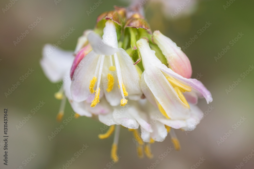 Fototapeta premium fragrant honeysuckle, lonicera fragrantissima