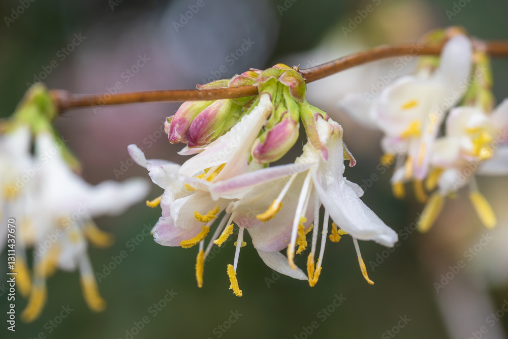Fototapeta premium fragrant honeysuckle, lonicera fragrantissima