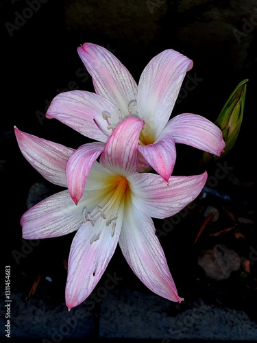 Obraz na plátně Coppia di Amaryllis belladonna o Gigli della Vendemmia in primo piano