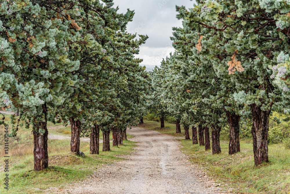 Naklejka premium A road with trees on both sides in Italy Umbria