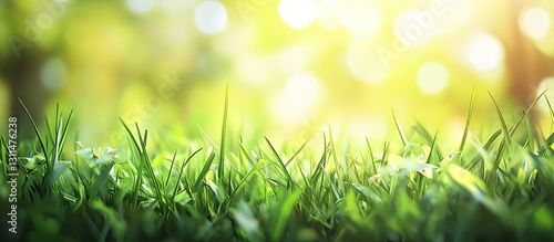 Bright green summer grass with soft bokeh effect in the background, capturing warmth and freshness, ideal for eco-friendly design templates.