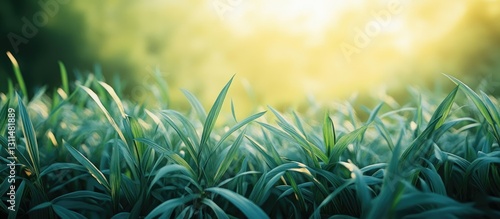 Lush green grass leaves in vibrant shades of green with a soft golden sunlight backdrop illuminated by a blurred natural environment.