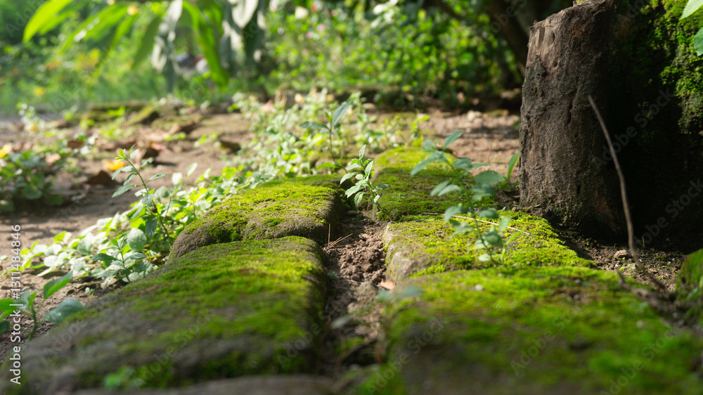 Nature reclaims its space - soft green moss blankets ancient bricks, while tiny plants sprout between the cracks, whispering stories of resilience, time, and the unstoppable force of life. Nature reclaims its space - soft green moss blankets ancient bricks, while tiny plants sprout between the cracks, whispering stories of resilience, time, and the unstoppable force of life.