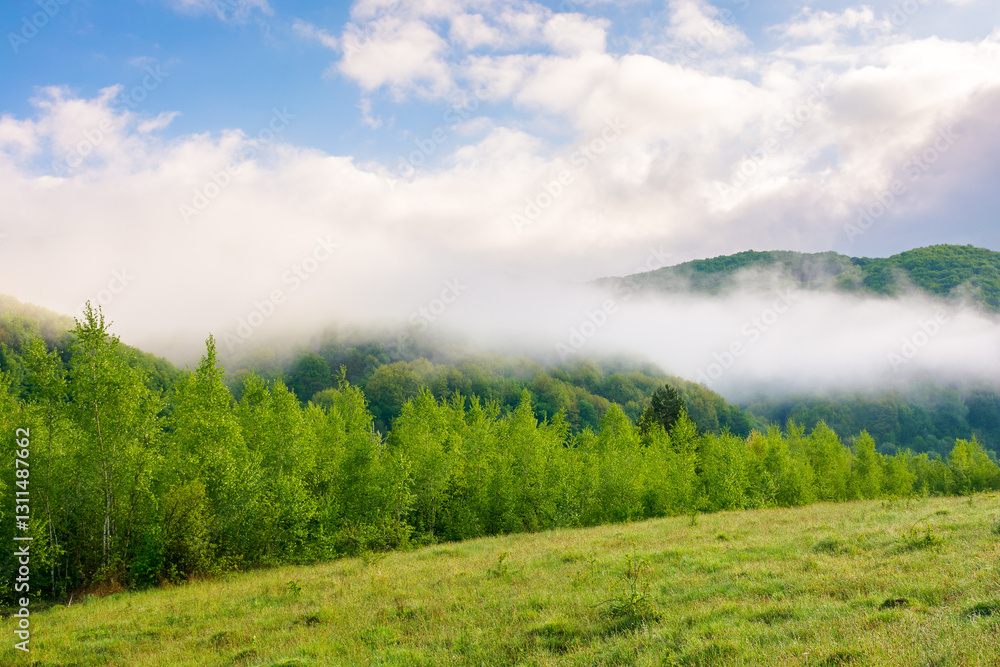 fog in carpathian mountain landscape. beautiful countryside in valley of perechyn district in spring. green hay field and forest on the distant hill in mist. blue sky with clouds on a sunny morning