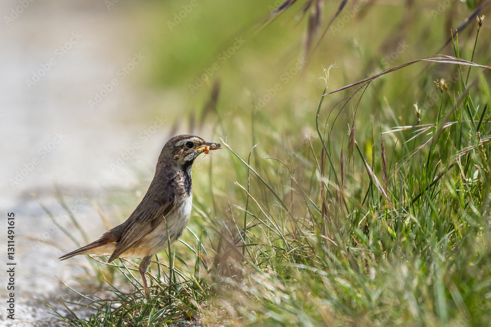 A mother bluethroat (Luscinia svecica) has collected some insects in the grass for her babies and is holding them in her beak A mother bluethroat (Luscinia svecica) has collected some insects in the grass for her babies and is holding them in her beak