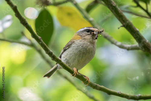 Common firecrest (Regulus ignicapilla), one of the smallest birds of Europe, sitting on a tree branch with at least 5 insects for its young in its beak