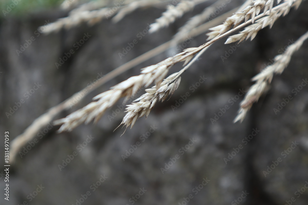 White ears of corn on the background of gray rocks White ears of corn on the background of gray rocks