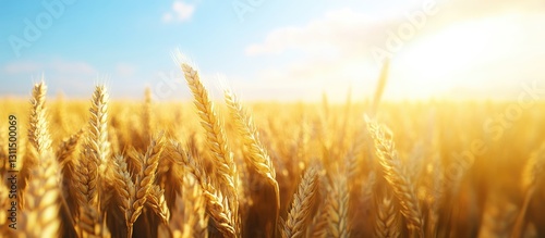 Golden wheat field basking in sunlight with golden spikes prominently positioned in foreground against a bright blue sky and horizon light photo