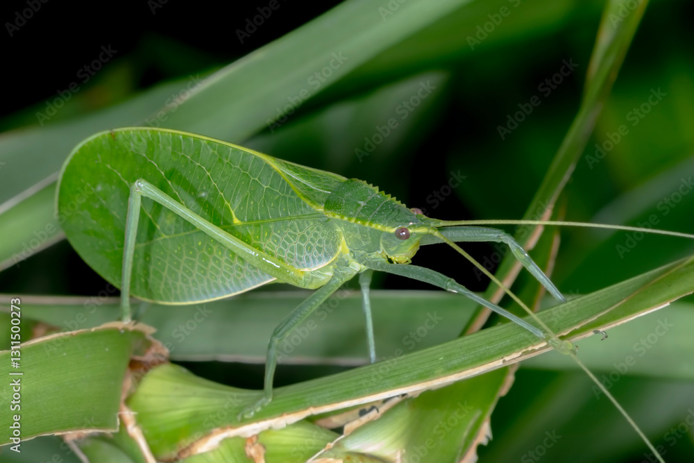 Chloracantha hilleri - Beautiful Close-Up of a Insect Chloracantha hilleri - Beautiful Close-Up of a Insect