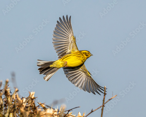 Yellowhammer in flight. Red listed British bird. 