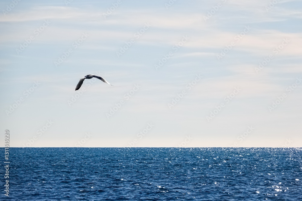 Vue sur la mer et un goéland en vol, avec tons plus vifs