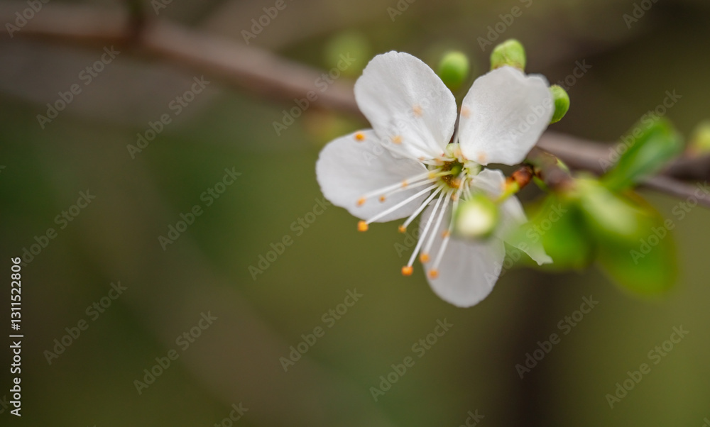 close up of cherry blossom. spring background with copy space close up of cherry blossom. spring background with copy space