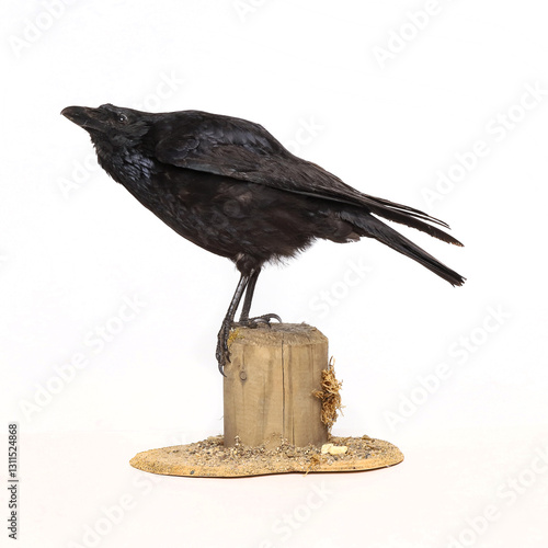 Taxidermy carrion crow (Corvus corone) photographed in the studio with a white studio background.