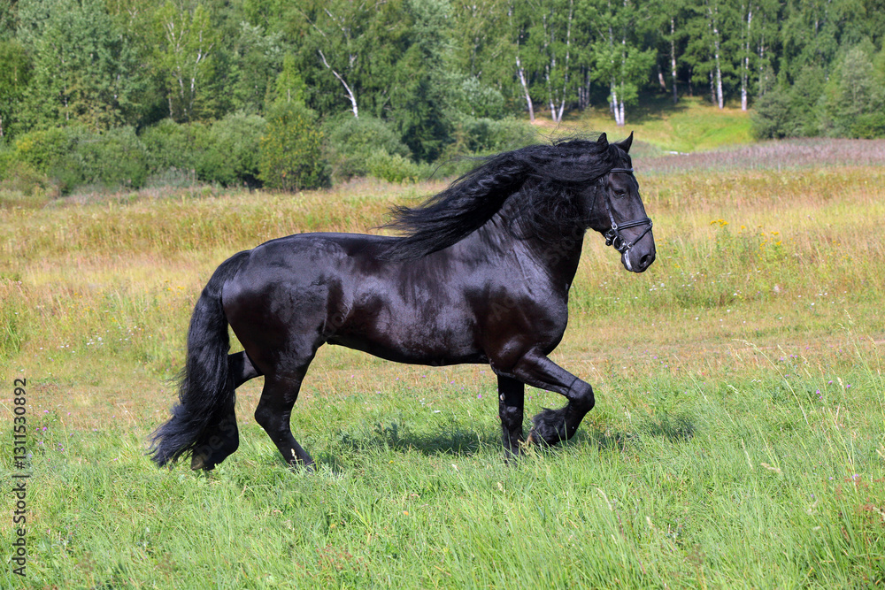 Beautiful black friesian horse runs gallop in the summer green meadow