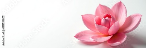 Wallpaper Mural Delicate flower petals unfolding on white background, greenery, flower Torontodigital.ca