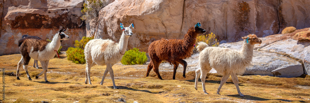 Panoramic view of domestic llamas grazing on the altiplano in Bolivia
