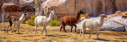 Obraz na płótnie Panoramic view of domestic llamas grazing on the altiplano in Bolivia w salonie