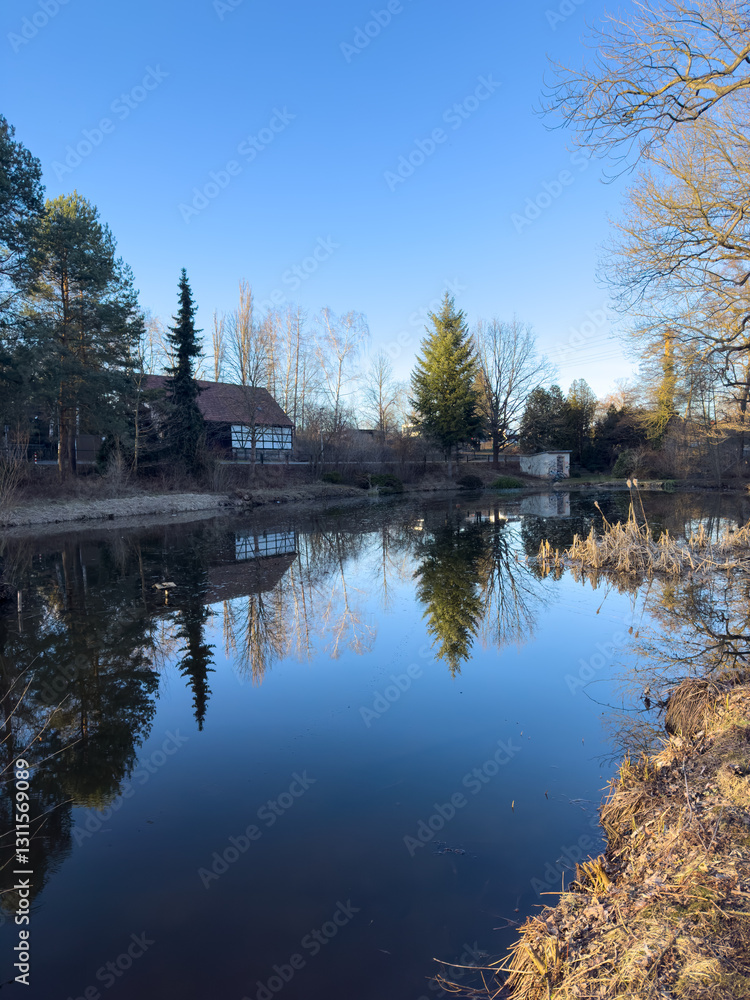 reflection of trees in the lake in the spring vertical