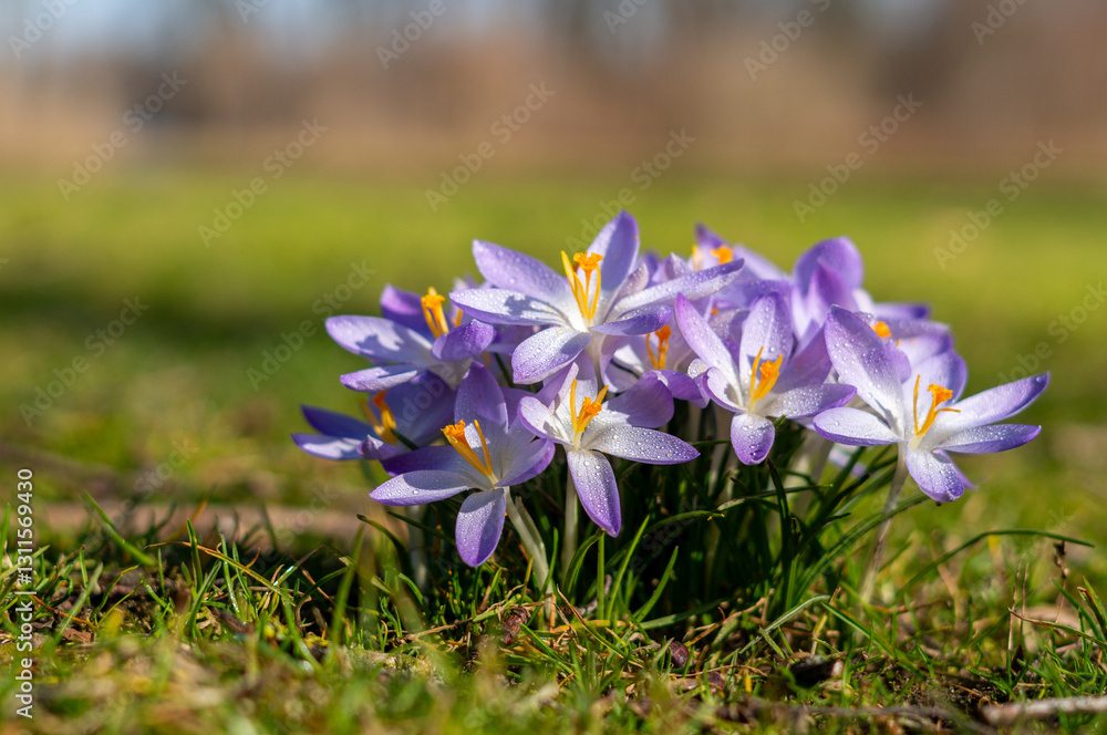 purple spring crocus flowers in the garden with waterdrops