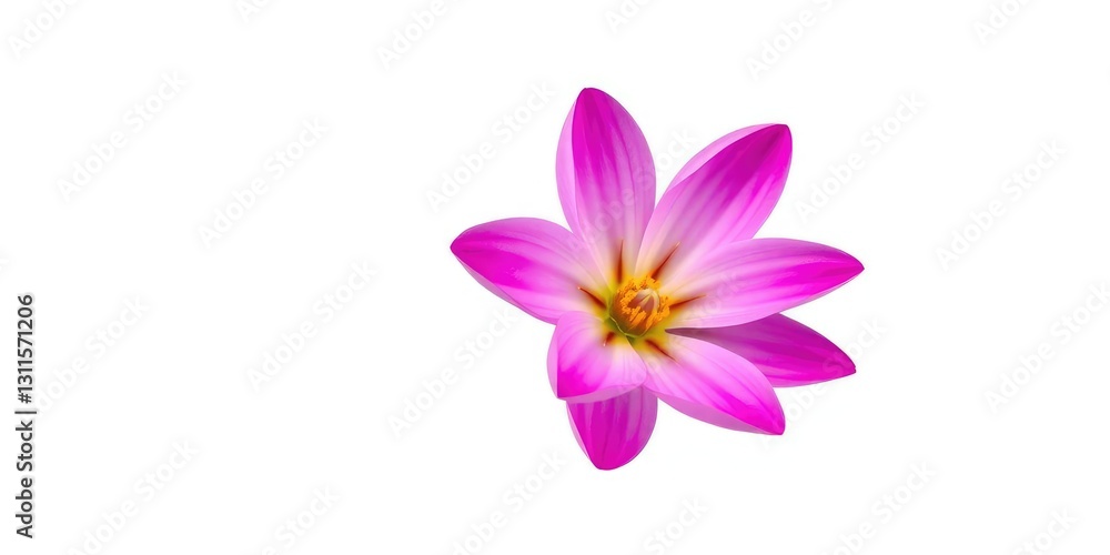 A single vibrant flower, petals perfectly formed, isolated against a pure white backdrop, beauty, flower head A single vibrant flower, petals perfectly formed, isolated against a pure white backdrop, beauty, flower head