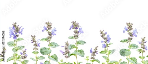 Purple flowering Nepeta racemosa plants with green leaves arranged symmetrically on a white background creating a serene and calming atmosphere
