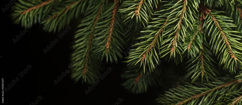 Lush green pine branches with detailed needle textures against a dark background, showcasing vibrant natural foliage in a serene composition. Lush green pine branches with detailed needle textures against a dark background, showcasing vibrant natural foliage in a serene composition.