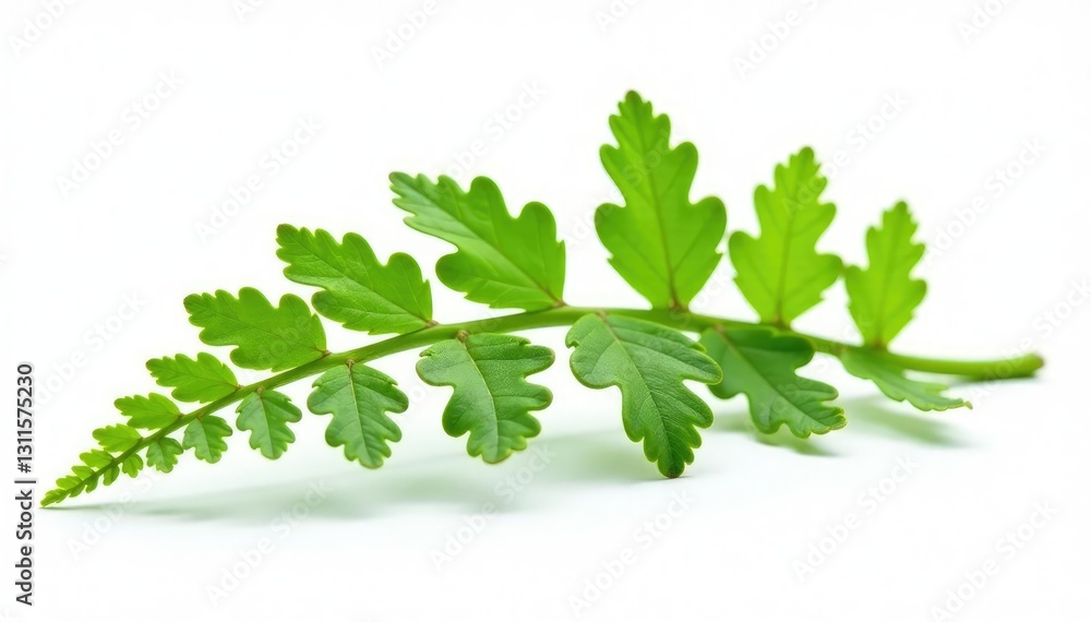 Delicate fern fronds isolated on white background, nature, foliage isolate Delicate fern fronds isolated on white background, nature, foliage isolate