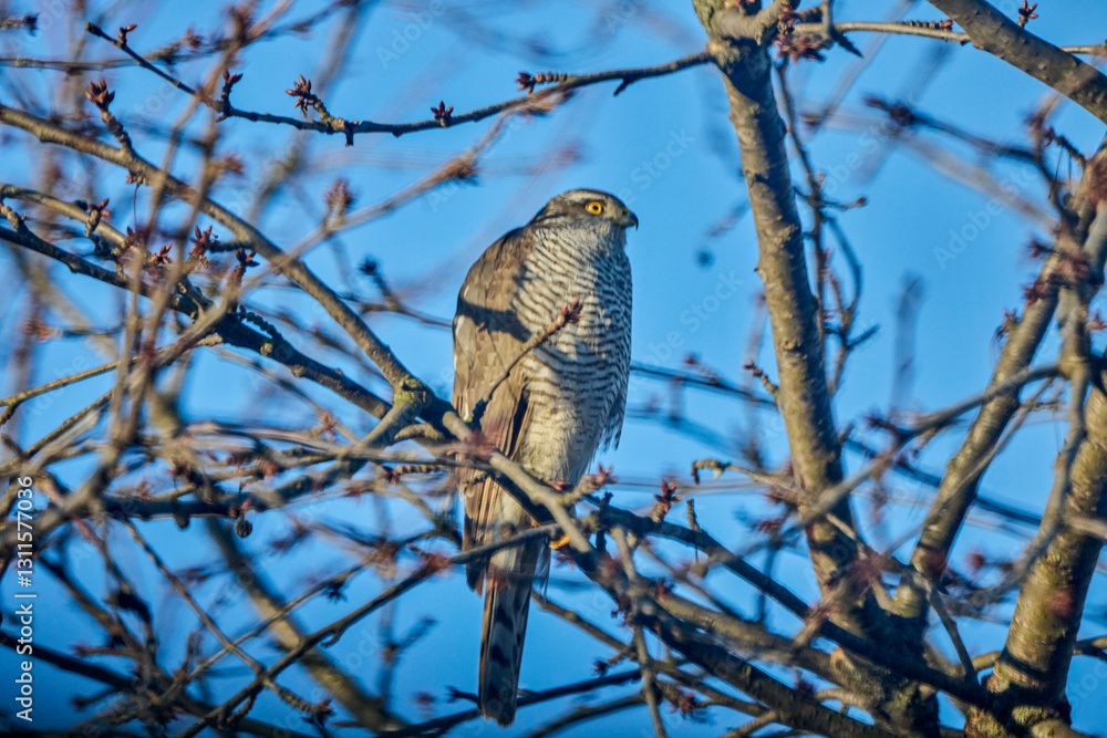 Eurasian goshawk standing on the branches of a tree Eurasian goshawk standing on the branches of a tree