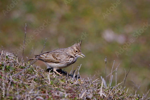 The Eurasian skylark - Alauda arvensis is a passerine bird in the lark family, Alaudidae