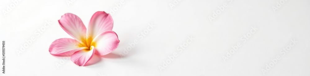Freshly picked single flower against bright white surface, petal, bloom, flower Freshly picked single flower against bright white surface, petal, bloom, flower