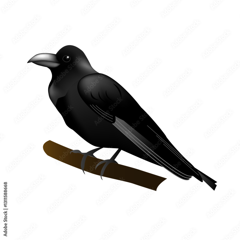 Fototapeta premium 野鳥イラスト（ハジブトカラス・嘴太烏・Corvus macrorhynchos）