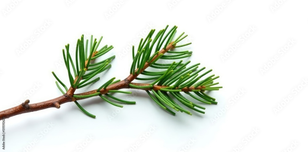 Fototapeta premium Twisted pine branch isolated on white background, minimalist, twig