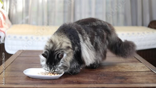 Furry domestic cat enjoying a snack on a rustic wooden surface.
