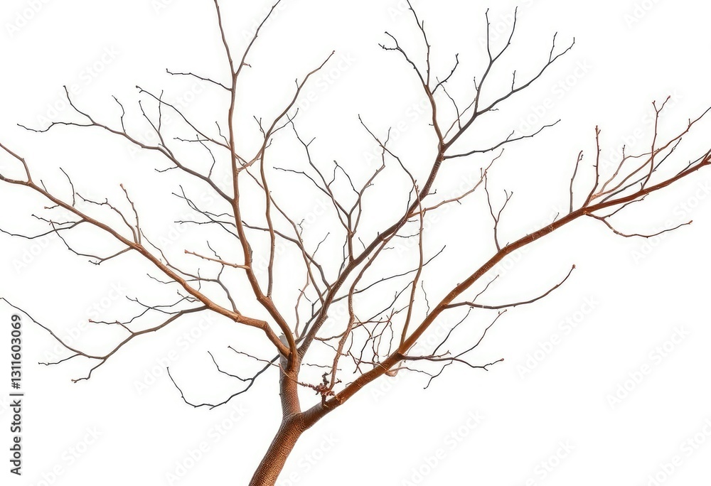 Bare, intertwined branches against a pure white backdrop, woody, bare branches Bare, intertwined branches against a pure white backdrop, woody, bare branches
