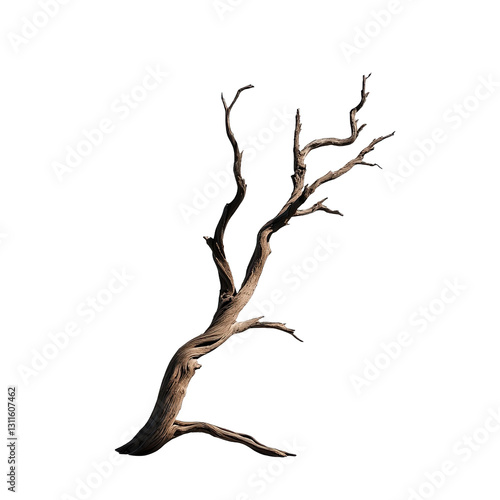 A gnarled and twisted tree branch against a transparent background.