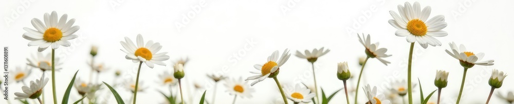 Obraz premium Delicate daisies float gently on a white background, daisy flowers, flower power, color palette