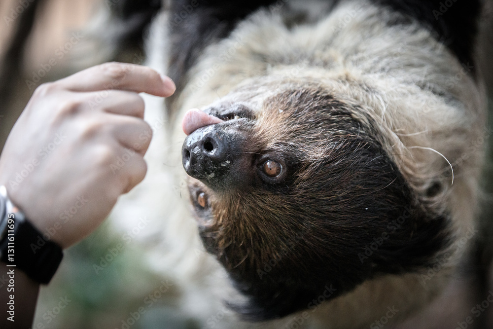 Gentle Connection Between Human and Sloth