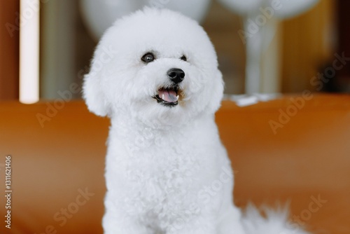 Adorable fluffy white dog relaxing on a brown couch