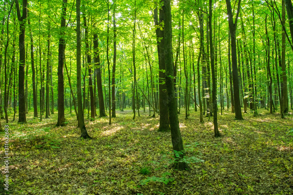 green forest background in a sunny day green forest background in a sunny day