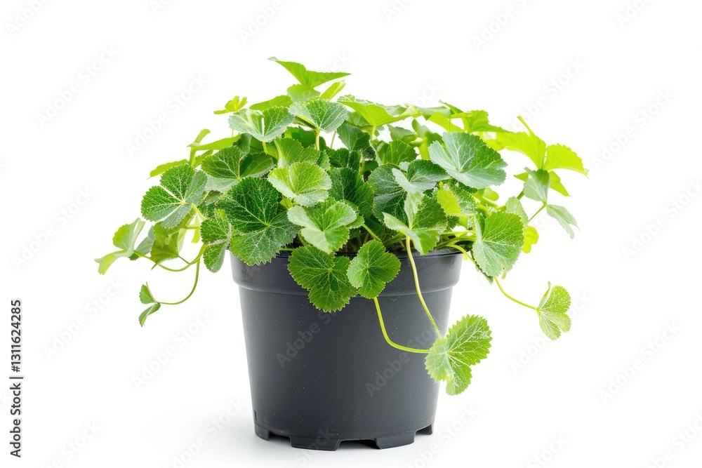 Fototapeta premium Shamrock plant in a pot, isolated on white background, symbolizing Irish luck and St. Patrick’s Day tradition.