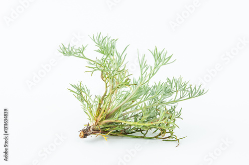 Fresh Chinese herbal medicine - Artemisia capillaris on white background