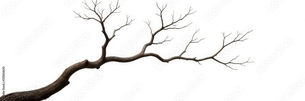Twisted tree branch on white background isolated, nature, bare, minimalist Twisted tree branch on white background isolated, nature, bare, minimalist